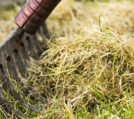 raking-thatch-rake-e1523869775805